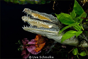 Big smile.
Have fun watching. by Uwe Schmolke 